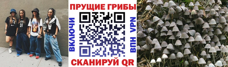 Галлюциногенные грибы ЛСД  ОМГ ОМГ онион  Куртамыш  как найти закладки 